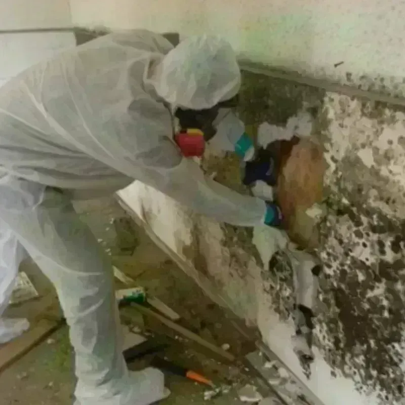 Mold Remediation and Removal in Fort Bragg, NC